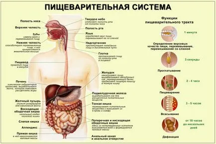 Отслабнете е лесно, ако знаете, смилането на храната