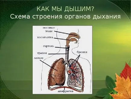 Представянето на урока по целия свят по този въпрос - човешкото тяло