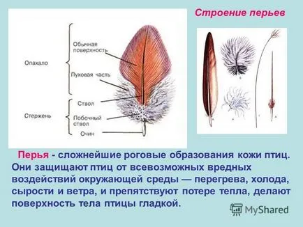 Презентация за това как птиците летят pochemuchkiny въпроса какви са птиците