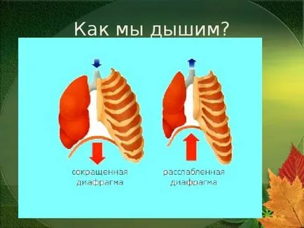 Представянето на урока по целия свят по този въпрос - човешкото тяло