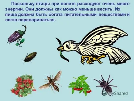 Презентация за това как птиците летят pochemuchkiny въпроса какви са птиците
