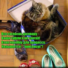 Смешни снимки на котки с надписи за фънки (35 снимки) - смешни картинки и хумор