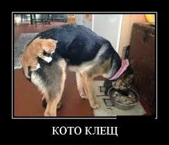 Смешни снимки на котки с надписи за фънки (35 снимки) - смешни картинки и хумор