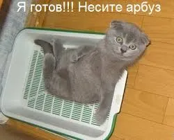 Смешни снимки на котки с надписи за фънки (35 снимки) - смешни картинки и хумор