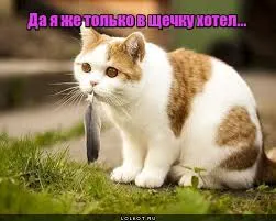 Смешни снимки на котки с надписи за фънки (35 снимки) - смешни картинки и хумор