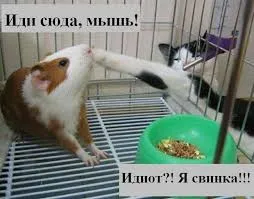 Смешни снимки на котки с надписи за фънки (35 снимки) - смешни картинки и хумор