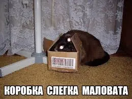 Смешни снимки на котки с надписи за фънки (35 снимки) - смешни картинки и хумор