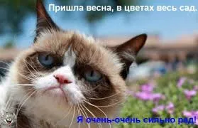 Смешни снимки на котки с надписи за фънки (35 снимки) - смешни картинки и хумор