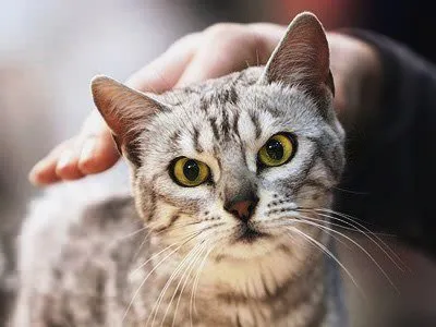 Модите старата котка статия