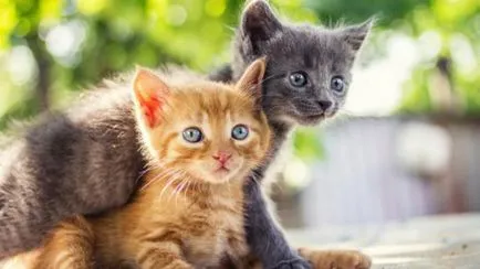 Причините, които трябва да купуват втори котка (втора) Причините, които трябва да купуват втори котка