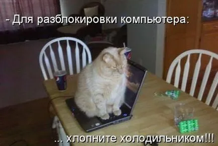 Смешни снимки на котки с надписи за фънки (35 снимки) - смешни картинки и хумор