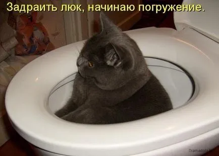 Смешни снимки на котки с надписи за фънки (35 снимки) - смешни картинки и хумор