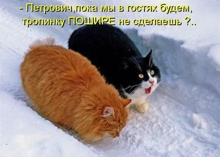 Смешни снимки на котки с надписи за фънки (35 снимки) - смешни картинки и хумор