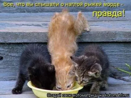 Смешни снимки на котки с надписи за фънки (35 снимки) - смешни картинки и хумор