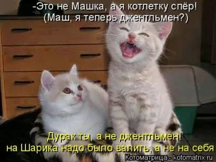 Смешни снимки на котки с надписи за фънки (35 снимки) - смешни картинки и хумор