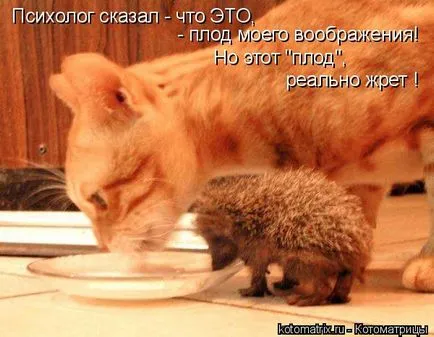 Смешни снимки на котки с надписи за фънки (35 снимки) - смешни картинки и хумор