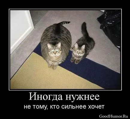 Смешни снимки на котки с надписи за фънки (35 снимки) - смешни картинки и хумор