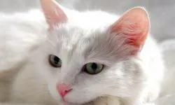 Признаци на сватба цвета на младоженеца костюм (младоженеца) Признаци на сватба цвета на младоженеца костюм