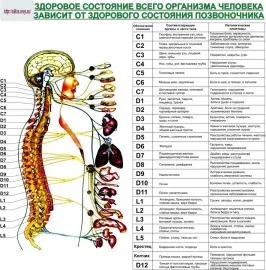 Заболявания на гръбнака на човека и неговото влияние върху организма