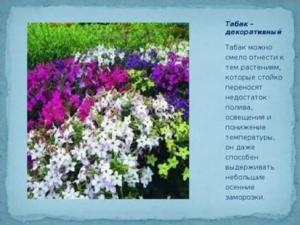 озеленяване проект училище сайт - биология, презентации (област) озеленяване проект училище сайт - биология, презентации