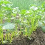 картоф плевене ръце култиватор (таралеж) и моторни блокове