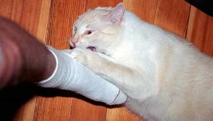 Защо е необходимо една котка