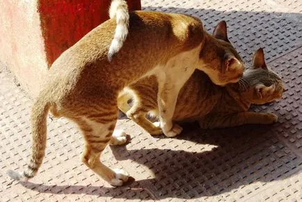 Котката и котката ангажиран