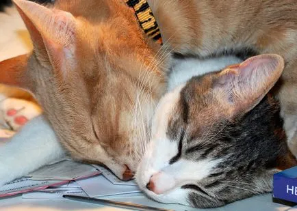 Котката и котката ангажиран