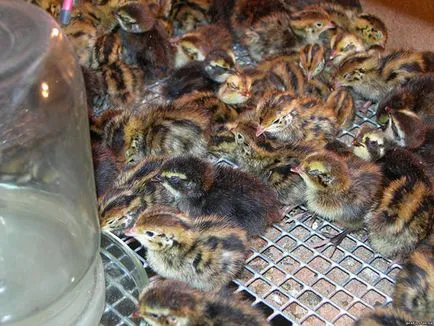 Пъдпъдък в условията домашната клетка