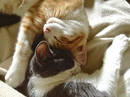 Котката и котката ангажиран