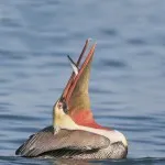 Bird пеликан - описание, снимка - животински свят