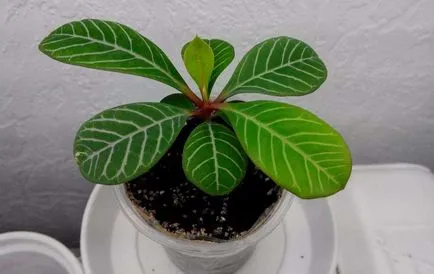 -Често срещаните видове euphorbias (млечок)