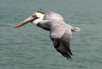 Bird пеликан - най-необичайни и удивителни птици мухите много добре лош гмуркане, грациозна