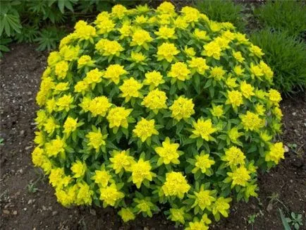 -Често срещаните видове euphorbias (млечок)