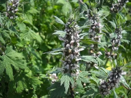 Motherwort - полезни свойства и приложения