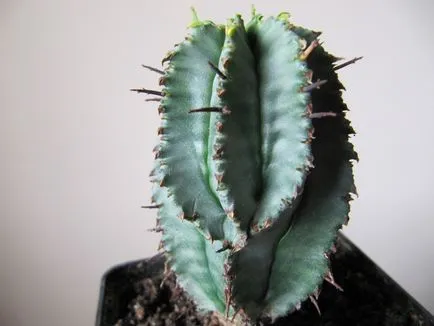-Често срещаните видове euphorbias (млечок)