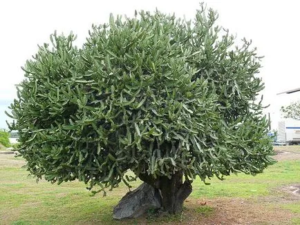 -Често срещаните видове euphorbias (млечок)