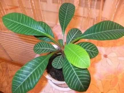 -Често срещаните видове euphorbias (млечок)