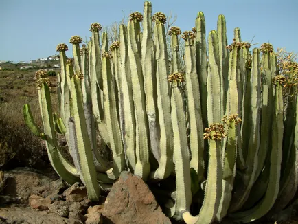 -Често срещаните видове euphorbias (млечок)