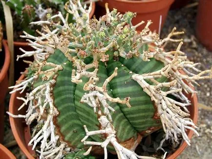 -Често срещаните видове euphorbias (млечок)