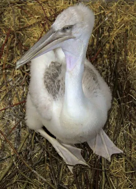 Bird пеликан - най-необичайни и удивителни птици мухите много добре лош гмуркане, грациозна