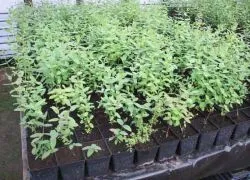 Възпроизвеждането орлови нокти резници през пролетта
