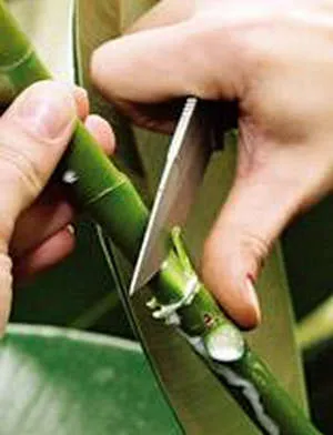 Възпроизвеждането на Ficus в (видео ръководство) началната и последващи грижи