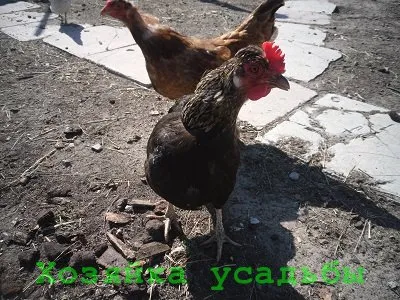 Рационално хранене на кокошките носачки у дома