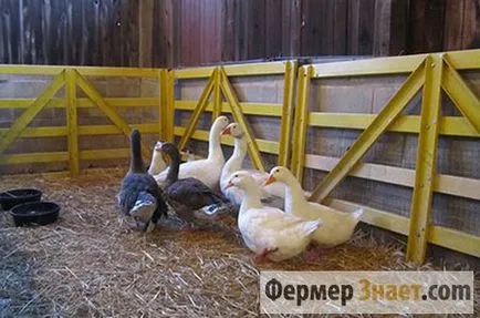 Селекция и поддръжка на гъски в дома през зимата и лятото