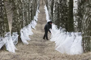 Рецепти бреза сок с лимон или лимонена киселина (рецепта) Рецепти бреза SAP с лимон или лимонена киселина