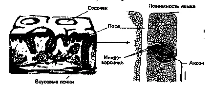 вкусовите рецептори