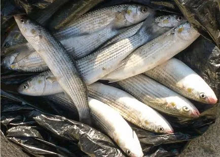 Риболов в Черно море като улов на риба, която е намерена риболов от брега, видео