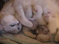 Раждане при котките, да помогне с раждането, британска котка, преди и след раждане, раждане признаци на котката,