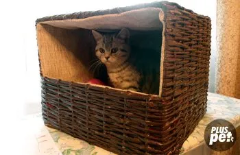 Раждане британски обучение котка и помощ